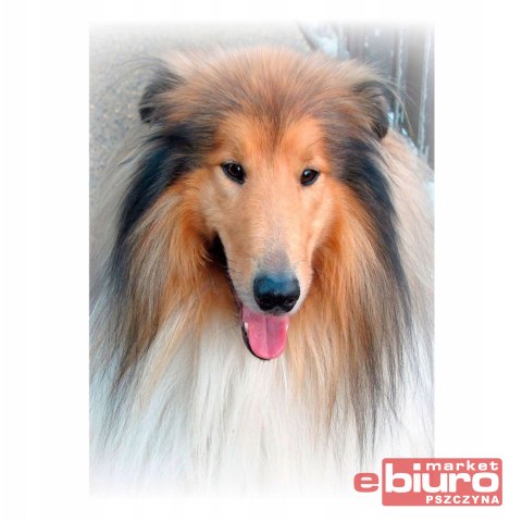 MOZAIKA DIAMENTOWA 30X40 LASSIE TBS01371-02 TITANUM